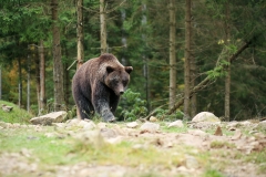 bear
