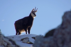 chamois