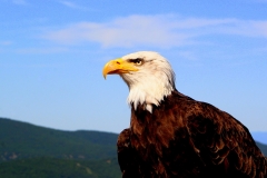 eagle