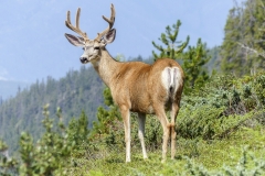elk