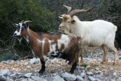 goats