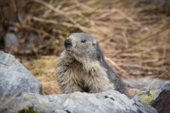 marmot