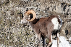 mountain-goat