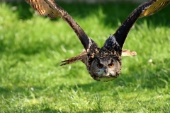 owl