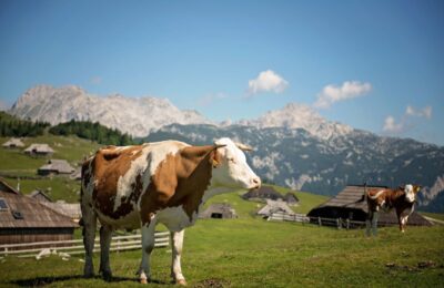 Velika Planina